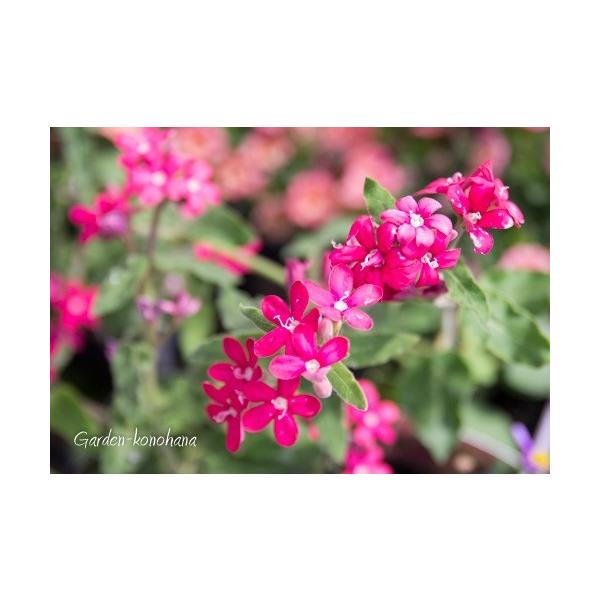 OK様　確認用　オキシペタラム　ローズスター　ピンク　花苗 オキシペタラム ローズスター（ピンクスター） 開花苗 /【Buyee】