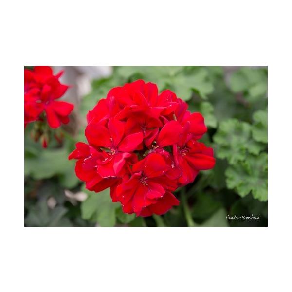 人気特価激安 ゼラニウム カリオペ ダークレッド 八重咲き 開花鉢植え /【Buyee】 花