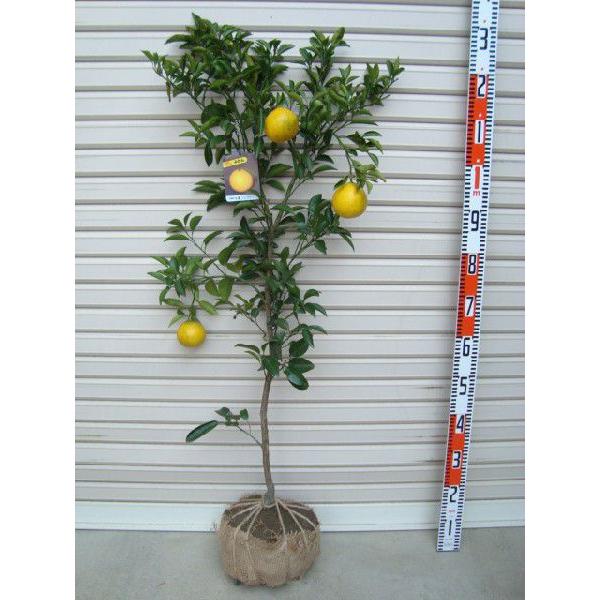 日向夏 ニューサマーオレンジ 4年生 柑橘 オレンジ 日向夏 苗 販売