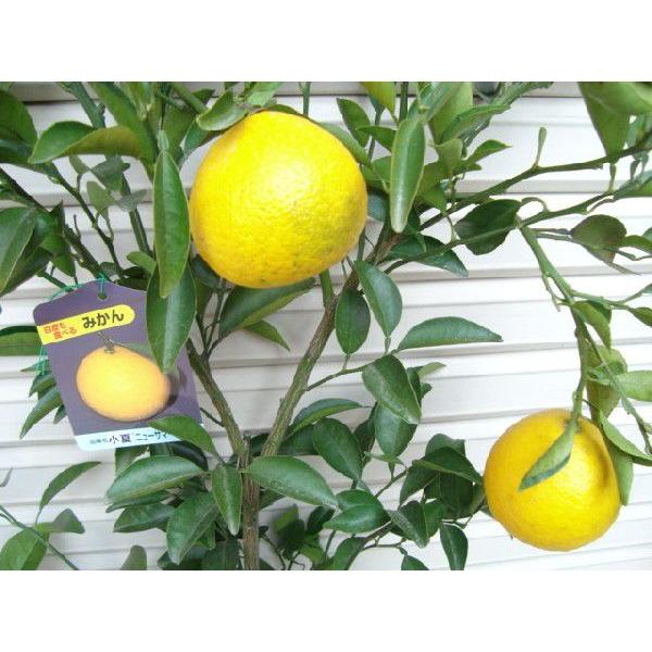 日向夏 ニューサマーオレンジ 4年生 大苗 楽天市場】ニューサマーオレンジ 苗の通販