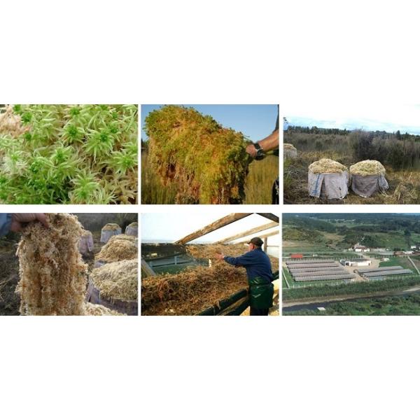 かめさまページ 天然苔八ヶ岳産～ヒカリゴケ～ かめさま様 専用ページ 天然苔八ヶ岳産～ヒカリゴケ～ - メルカリ