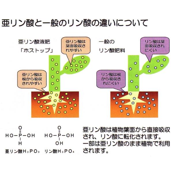 サカタのタネ高機能液肥 ホストップ 10L（13.5kg）※発送 遅れ/キャンセル場合あり 代引き+3000円追加送料〜亜リン酸液肥の頂点  /【Buyee】