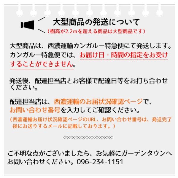 大型商品】エゴノキ 株立 樹高2.5m前後 露地苗 シンボルツリー 落葉樹