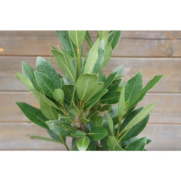 月桂樹 ローリエ 10本 月桂樹(ローリエ) 常緑樹 特大苗 130cm 超