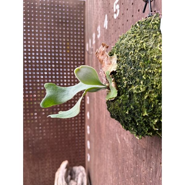 ビカクシダ 現品販売 コウモリラン 観葉植物 壁掛け 吊り下げ 