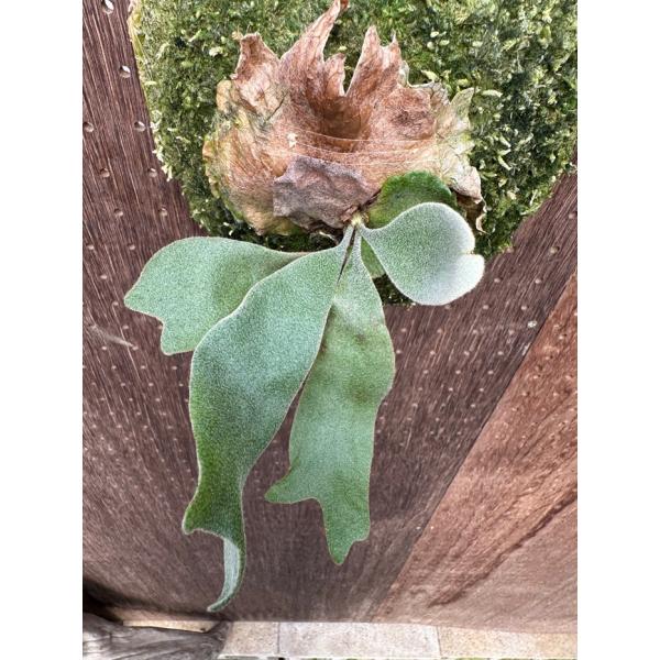 ビカクシダ 現品販売 コウモリラン 観葉植物 壁掛け 吊り下げ 