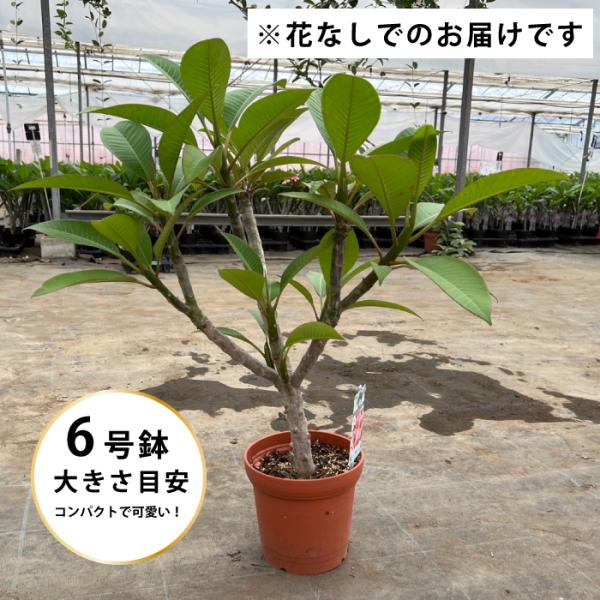 大株 プルメリア 苗 鉢植え 販売 産地直送 珍しい 苗木 品種 育て方 選び方 通販 赤 青 白 黄色 ピンク 色「虹色のプルメリア 苗（蕾ナシ）  6寸 1鉢」 /【Buyee】