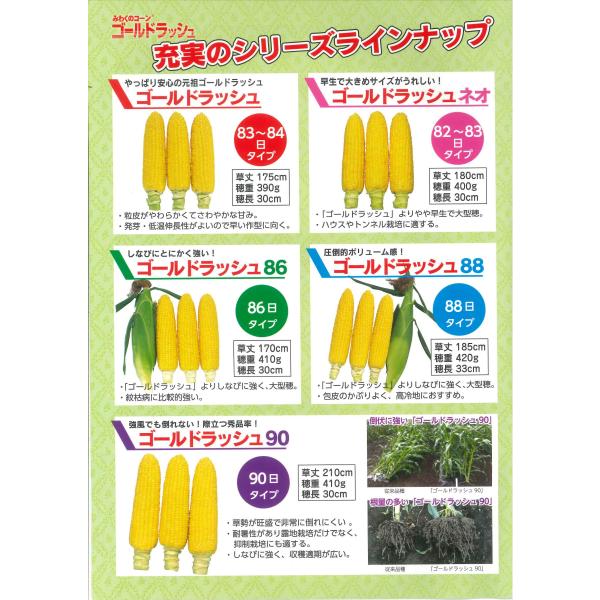 とうもろこし ゴールドラッシュ90 200粒 サカタのタネ /【Buyee