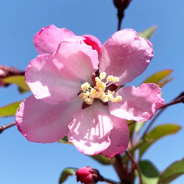 花カイドウ 苗木 花かいどう 12cmポット苗 ハナカイドウ 花海棠 苗 はなかいどう /【Buyee】 Buyee - Japanese Proxy  Service | Buy from Japan!