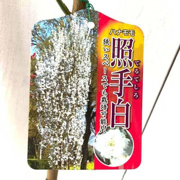 花桃苗木照手(白) 12cmポット苗てるてはなもも苗ハナモモ桃/【Buyee