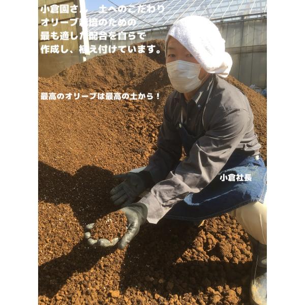 小倉園 オリーブ・ジャンボカラマタ 8号鉢 オリーブの木 鉢植え 庭木 