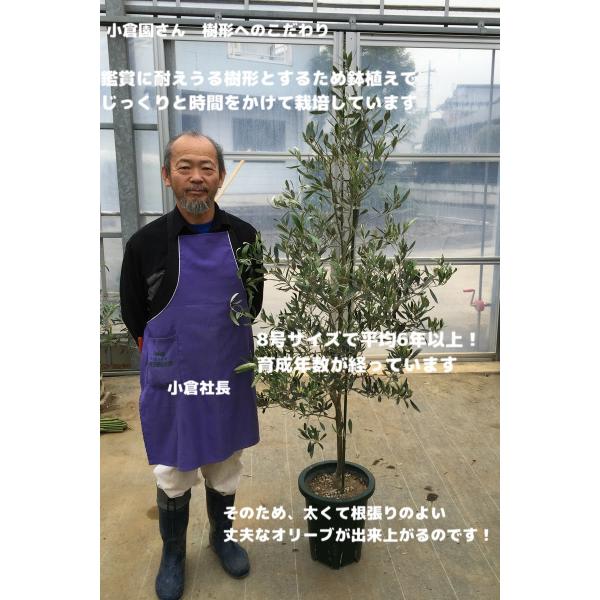 オンライン超高品質 希少 オリーブの木 カラマタ 特大 - 観葉植物