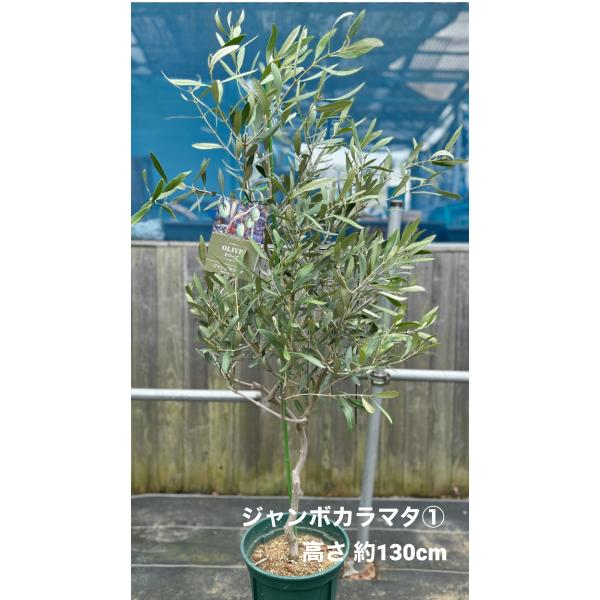 オンライン超高品質 希少 オリーブの木 カラマタ 特大 - 観葉植物