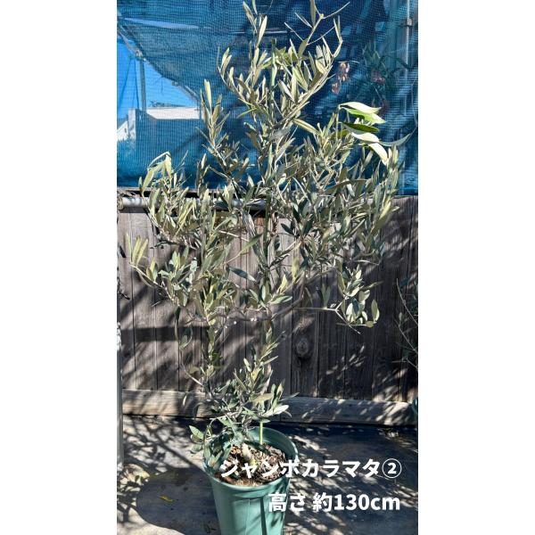 ジャンボカラマタの木 【公式通販】