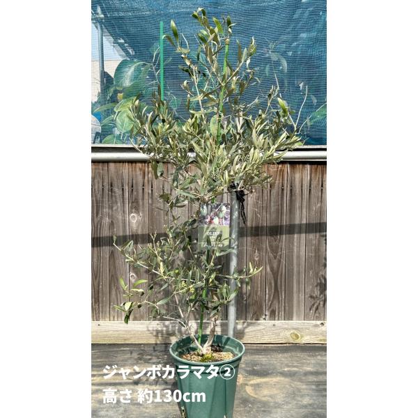 小倉園 オリーブ・ジャンボカラマタ 8号鉢 オリーブの木 鉢植え