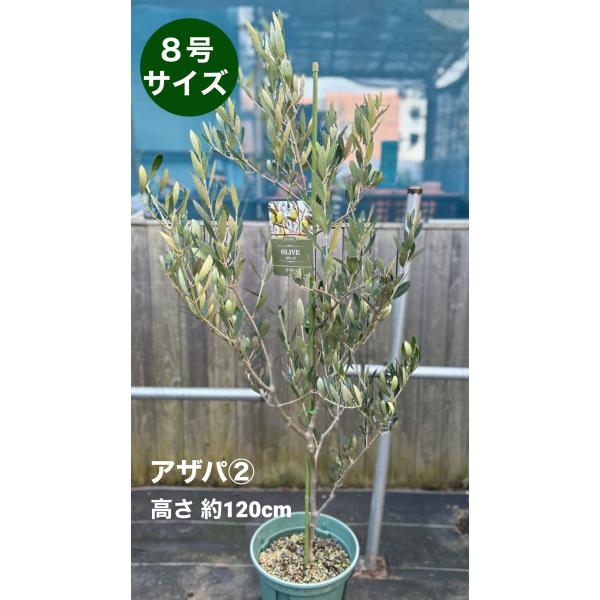 オリーブ アザパ 鉢植え 希少 - その他