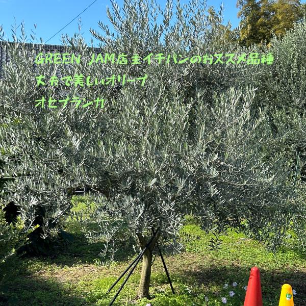 小倉園 オリーブ・オヒブランカ(現行種) 8号鉢 オリーブの木 鉢植え