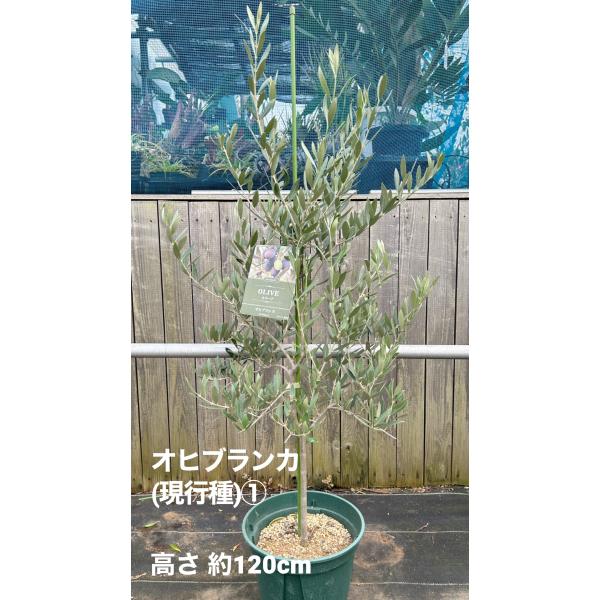 小倉園 オリーブ・エルグレコ 6号鉢 オリーブの木 鉢植え 庭木 希少 現品発送 シンボル