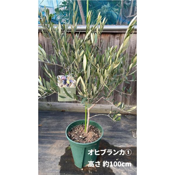 小倉園 オリーブ・オヒブランカ(現行種) 8号鉢 オリーブの木 鉢植え