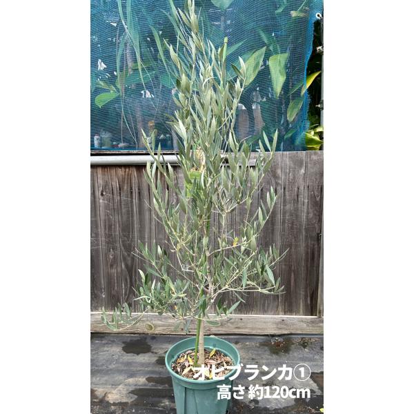 オリーブの木　オヒブランカ 小倉園 オリーブ・オヒブランカ(現行種) 8号鉢 オリーブの木 鉢植え