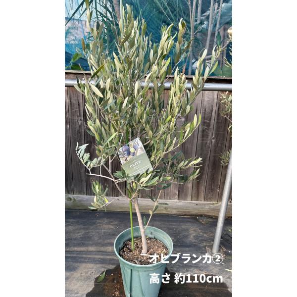 オリーブ☆ 小倉園 オリーブ・シプレッシーノ 6号鉢 オリーブの木 鉢植え