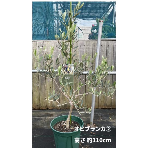 小倉園 オリーブ・オヒブランカ(現行種) 8号鉢 オリーブの木 鉢植え