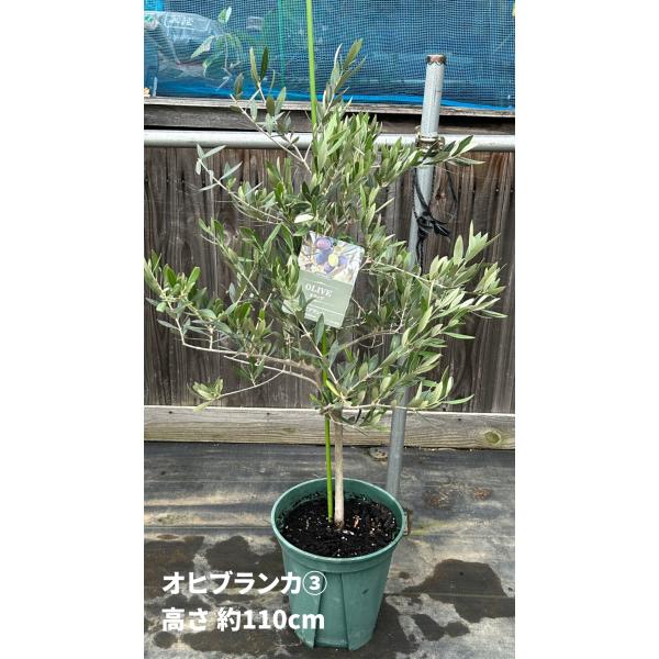 オリーブの木(7) ホジブランコ　別名オヒブランカ 楽天市場】【現品発送】オリーブの木 オヒブランカ