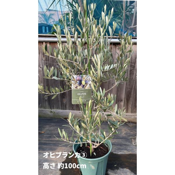 小倉園 オリーブ・オヒブランカ(現行種) 8号鉢 オリーブの木 鉢植え