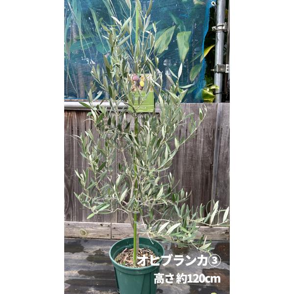 小倉園 オリーブ・オヒブランカ(現行種) 8号鉢 オリーブの木 鉢植え