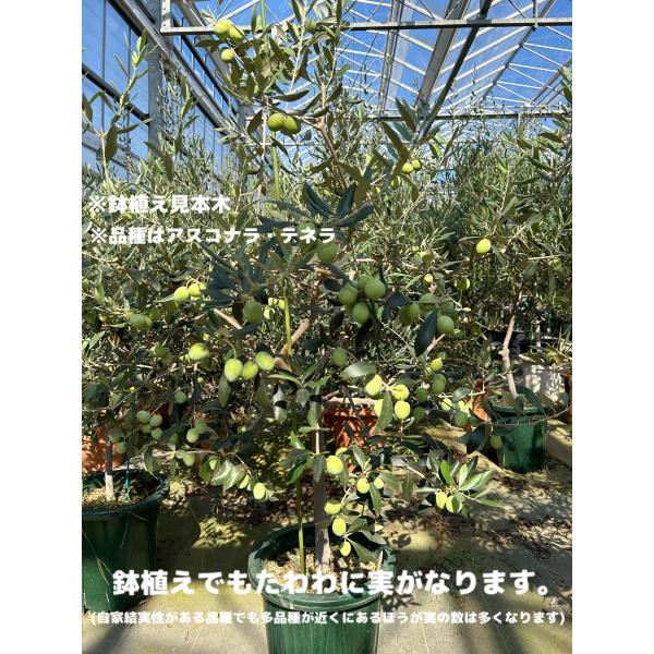希少 オリーブの木 uc13a6 カリフォルニアクイーン