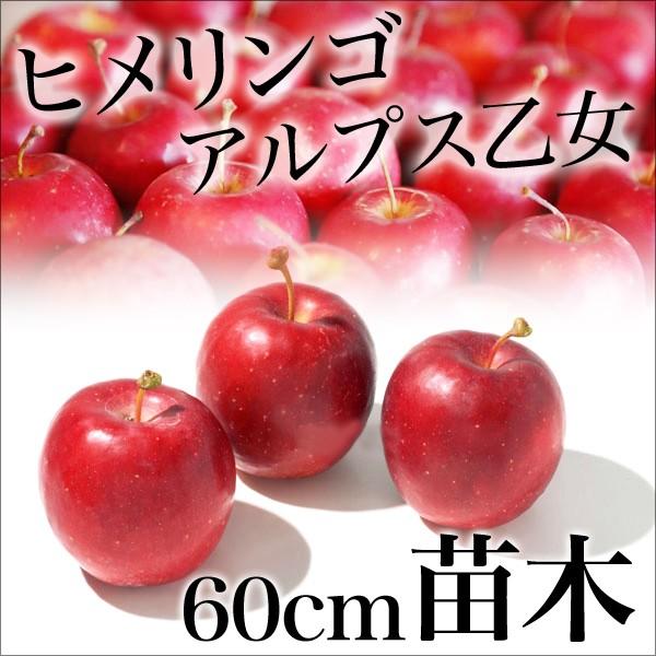 アルプス乙女 りんご 苗木 苗 果樹 果樹苗 1年生 姫りんご リンゴ 林檎