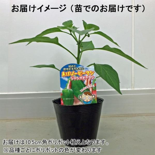 ピーマンまん 野菜苗 おばぴーピーマン（ジャンボピーマン）x2ポットセット
