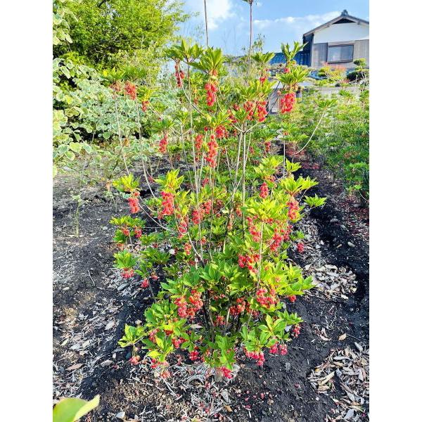 ドウダンツツジ・1m20㌢・10年 低木・一季咲 ドウダンツツジ・1m20㌢・10年 低木・一季咲