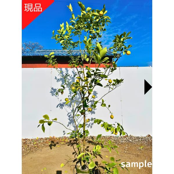 実つき-現品発送 超特大 リスボン レモンの木 樹高2.2m-2.5m(根鉢含ま