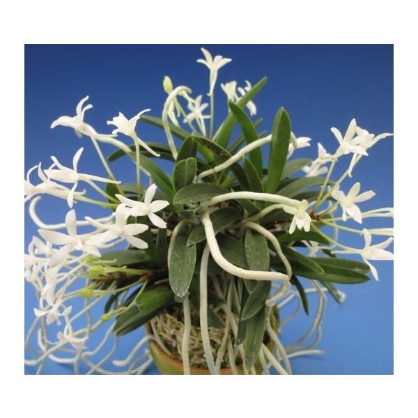 富貴蘭 】玉金錦 148 【公式通販】