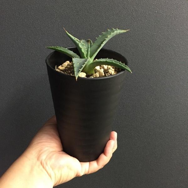 アガベ　吉祥天　子株付き　30センチ② アガベ 吉祥天 子株付き 30センチ②