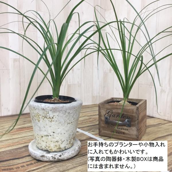 観葉植物 トックリラン ノリナ ポニーテール 子ぶたのしっぽ 小さ目サイズ /【Buyee】