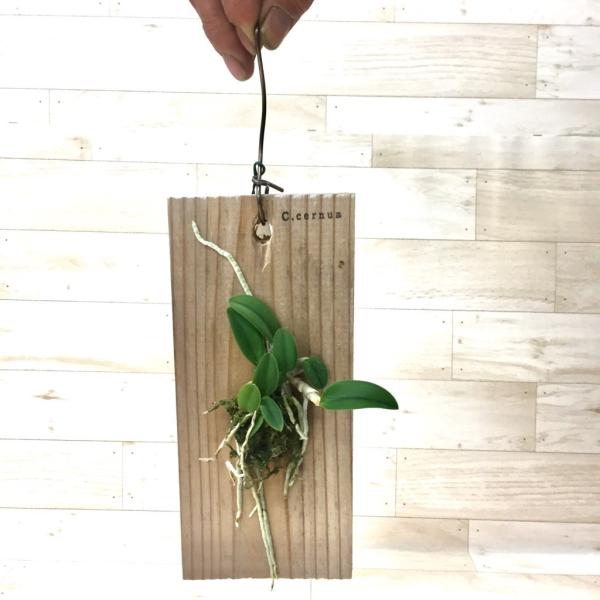 大好き 着生蘭 着生ラン ソフロニティス /【Buyee (カトレア) セルヌア その他観葉植物