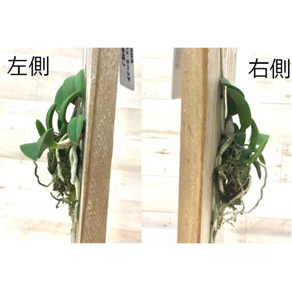 着生ラン 着生蘭 ソフロニティス セルヌア (カトレア) /【Buyee