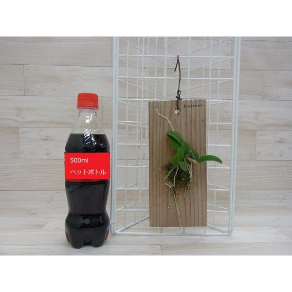 着生ラン 着生蘭 ソフロニティス セルヌア (カトレア) /【Buyee