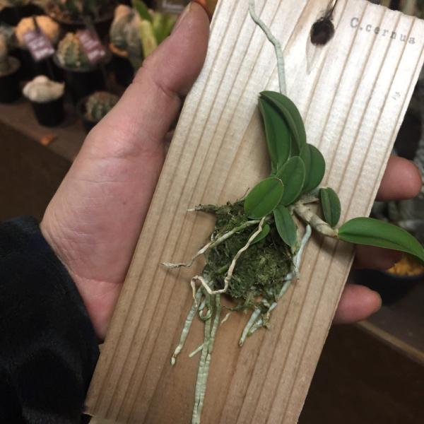 大人の上質  ソフロニティス 着生蘭 着生ラン セルヌア /【Buyee (カトレア) その他観葉植物