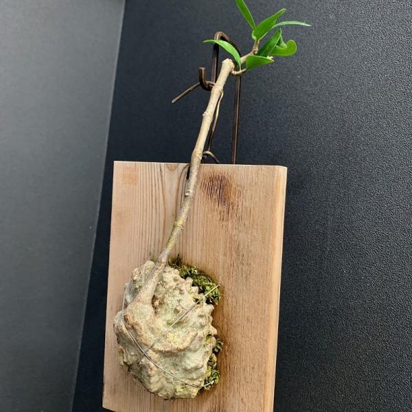 ヒドノフィツムフォルミカルムアリ植物/【Buyee】