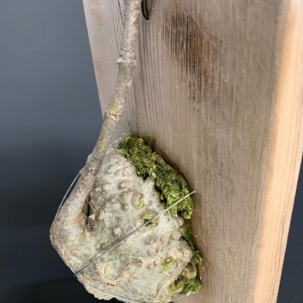 ヒドノフィツムフォルミカルムアリ植物/【Buyee】