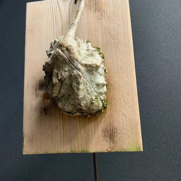 ヒドノフィツムフォルミカルム(アリ植物) ヒドノフィツム フォルミカルム アリ植物 /【Buyee】