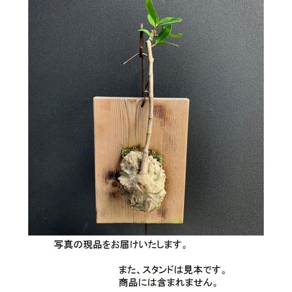 ヒドノフィツムフォルミカルム(あり植物) ヒドノフィツムフォルミカルム(アリ植物)