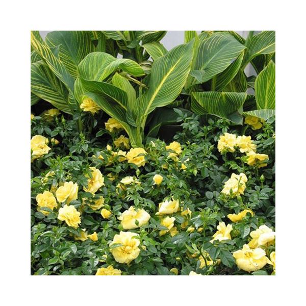◇開花後強剪定株 花芽なし◇ <br>バラ 苗 フラワーカーペット