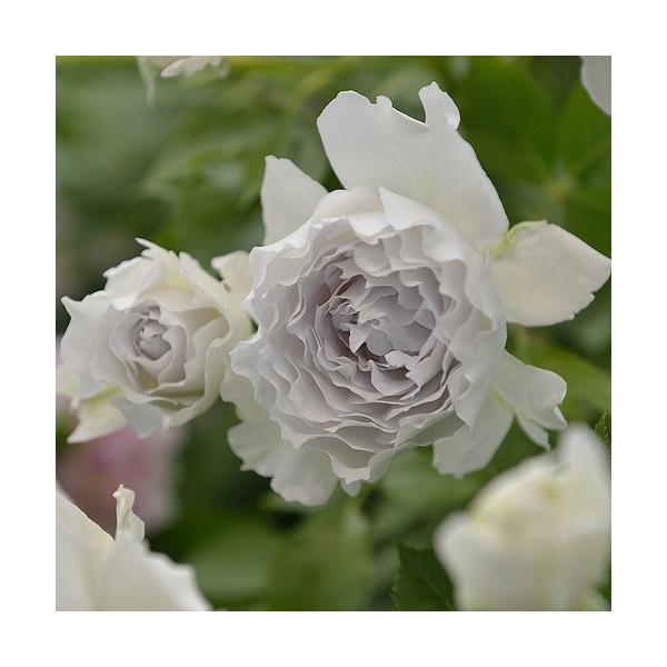 バラ苗河本バラ園【ガブリエル(FL) 中輪四季咲き】 2年生接ぎ木大苗