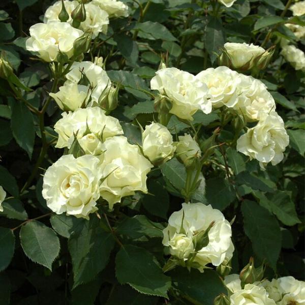 ◇開花後強剪定株 花芽なし◇ <br>バラ 苗 京成 【緑光 (FL) 中