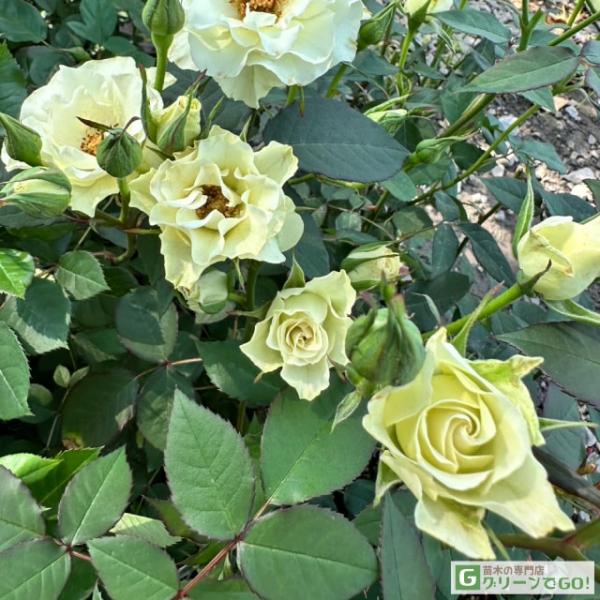 和バラ開花接木苗 わばら図鑑 – WABARA online store