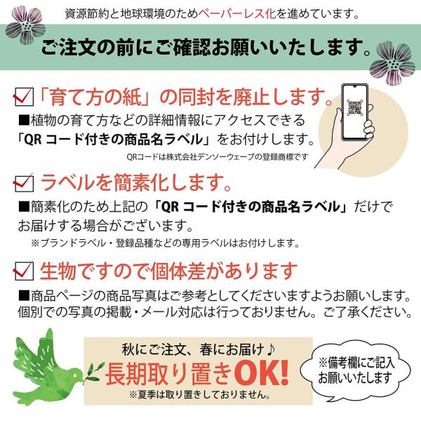 レモンの木 選抜トゲなしリスボン 3年生接木大苗 産地で剪定済 1.0m苗 /【Buyee】